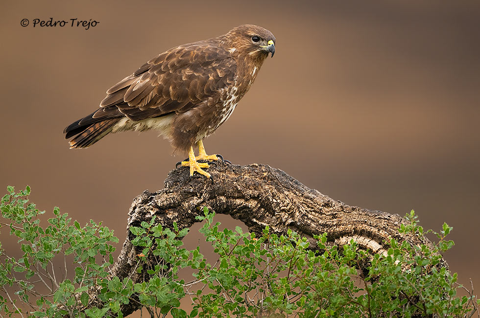 Ratonero común  (Buteo buteo)